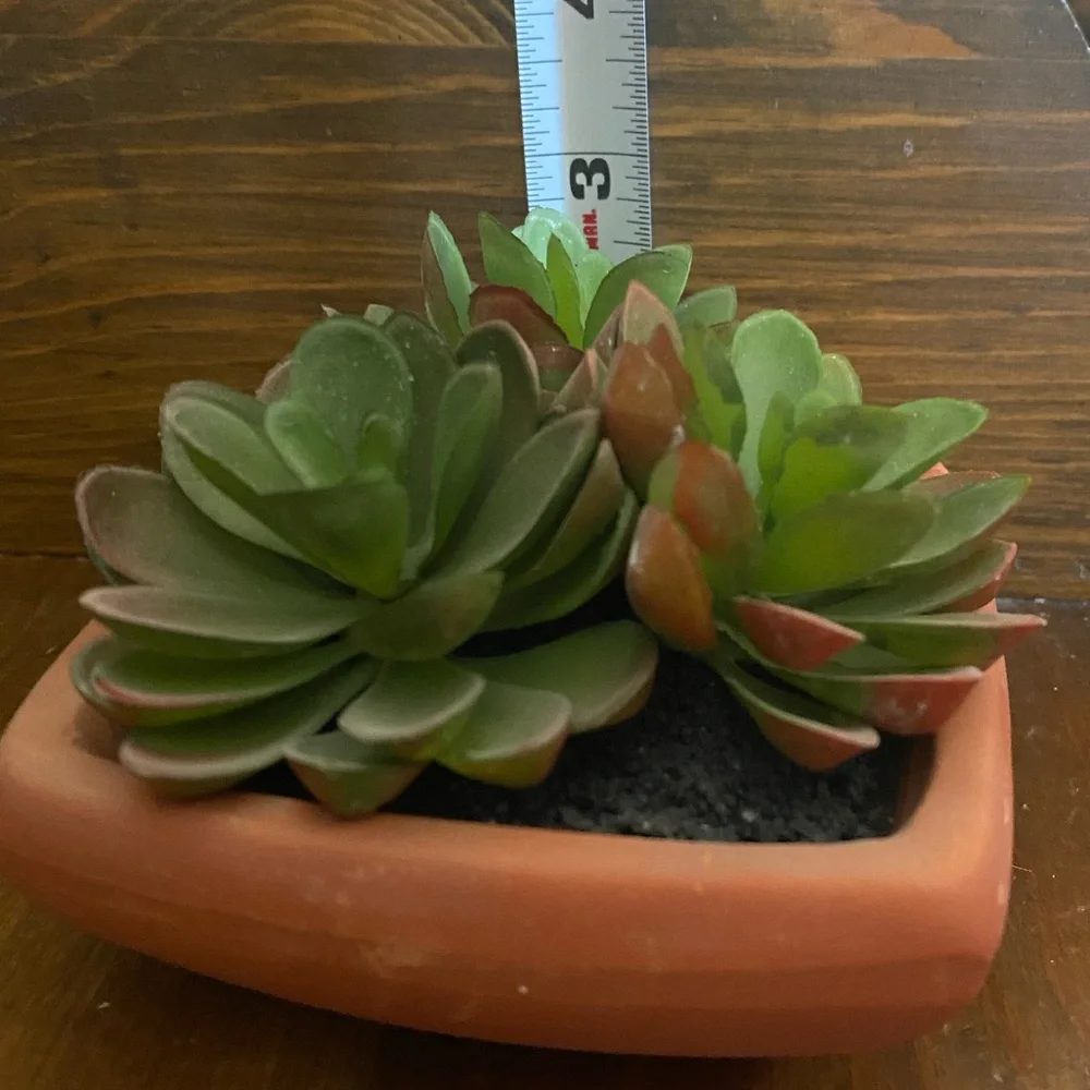 Faux Succulent Planter in Terra Cotta Pot